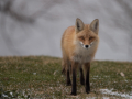 Fox-in-Backyard